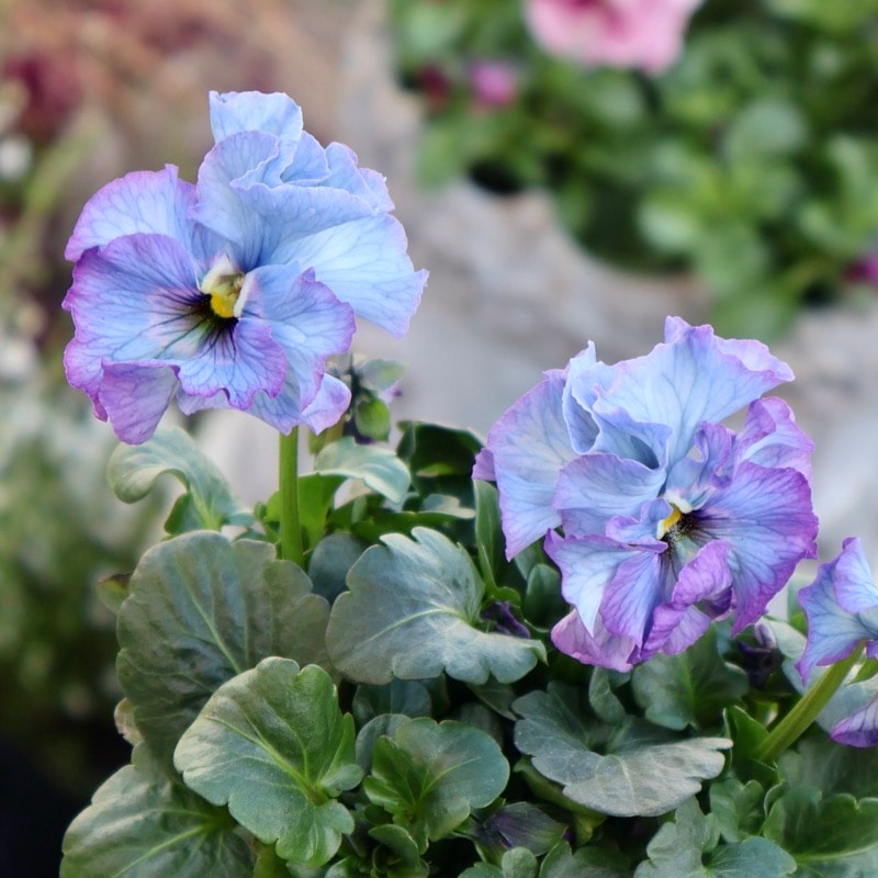 25年秋-26年春の新品種 》現品1点限り☆桂楓園さんのパンジー「フェデ