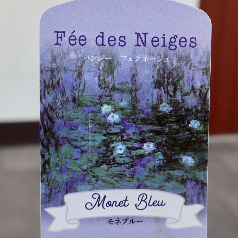 25年秋-26年春の新品種 》現品1点限り☆桂楓園さんのパンジー「フェデ