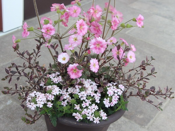 お買い得♪☆寄せ植え見本鉢☆お花見気分♪