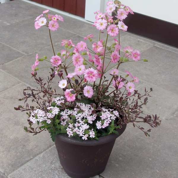 お買い得♪☆寄せ植え見本鉢☆お花見気分♪