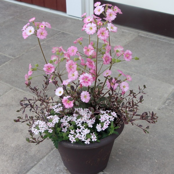 花 2b9c1c75d4082a4c70ff98f202b524