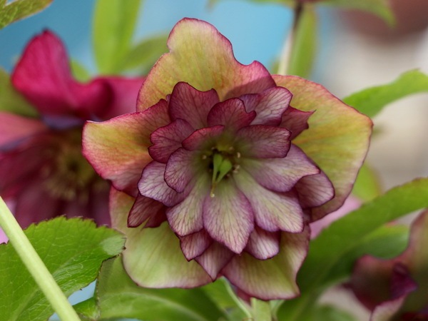 専用　クリスマスローズ✶八重桜✶その他　アメリカンフラワー(ディップフラワー) 専用 クリスマスローズ✶八重桜✶その他 アメリカンフラワー