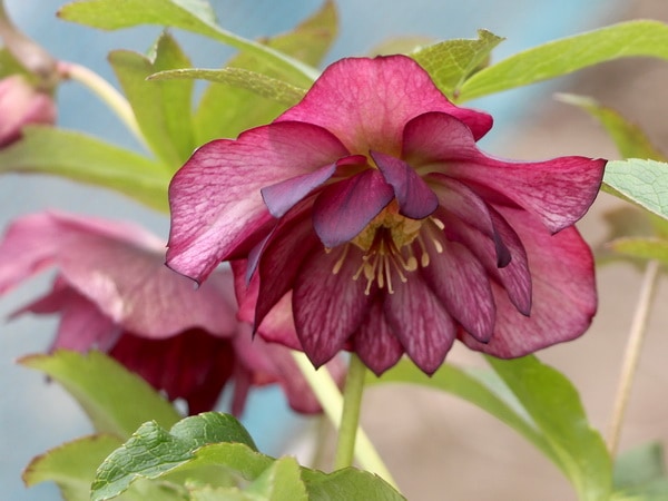 クリアランスセール☆【5.5号ポット】クリスマスローズ