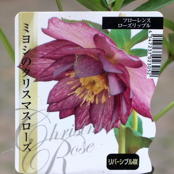 専用　クリスマスローズ✶八重桜✶その他　アメリカンフラワー(ディップフラワー) 専用 クリスマスローズ✶八重桜✶その他 アメリカンフラワー