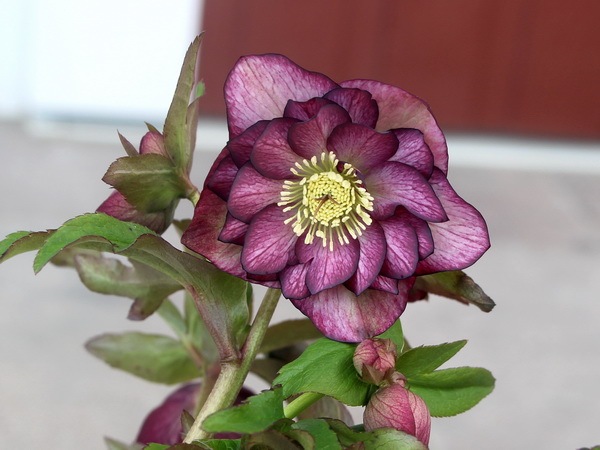 クリアランスセール☆【5.5号ポット】クリスマスローズ