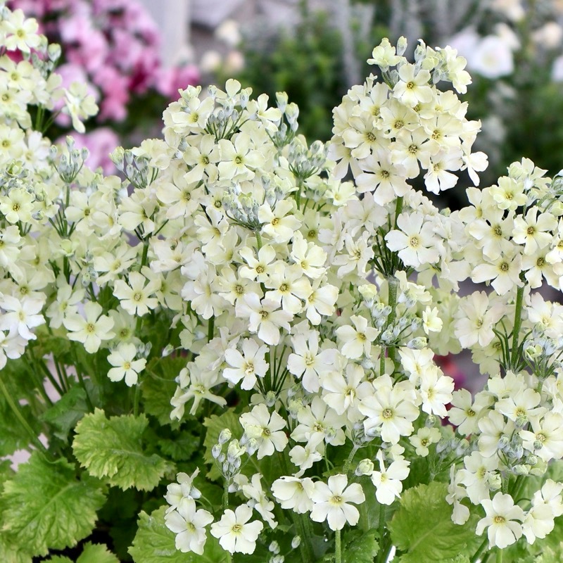 サントリーさんのサクラソウ・ウインティー「ライムグリーン」(3.5号