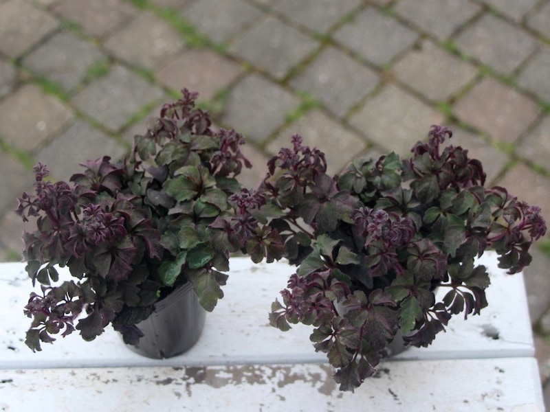 株分け可能♪ミカニア・デンタータ