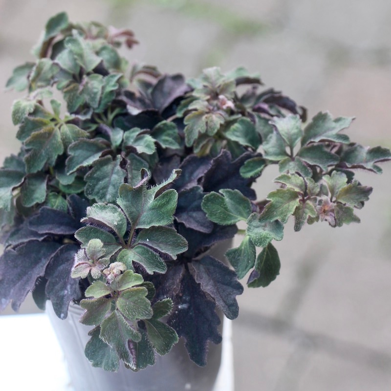 株分け可能♪ミカニア・デンタータ