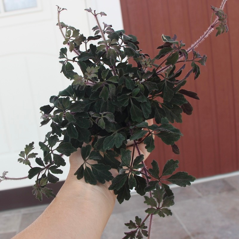 株分け可能♪ミカニア・デンタータ