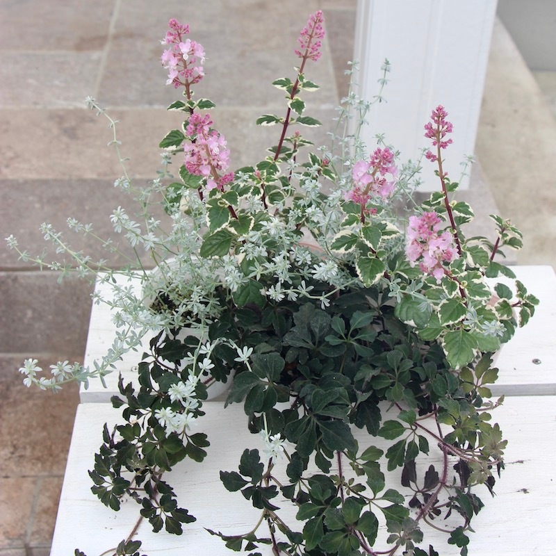 株分け可能♪ミカニア・デンタータ