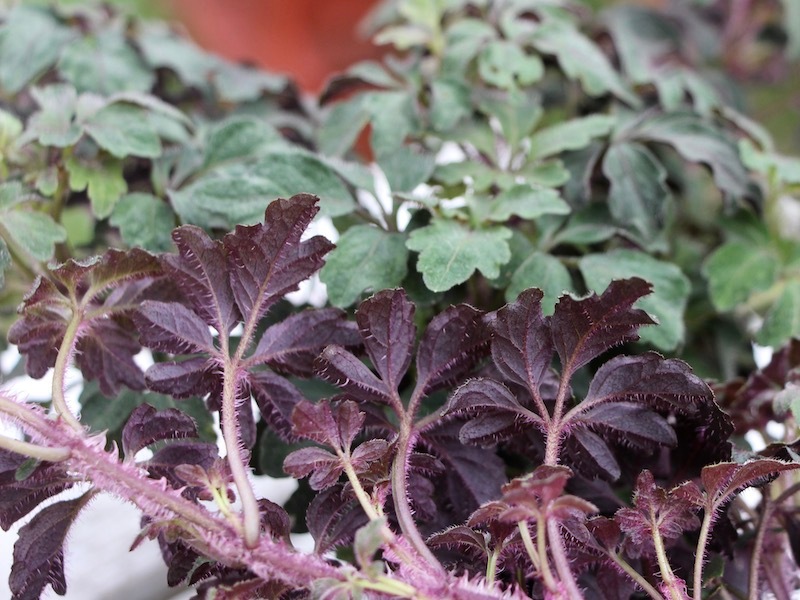 株分け可能♪ミカニア・デンタータ