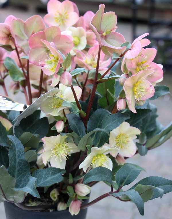 スリット鉢付き 蕾10 ddゴールドフラッシュ クリスマスローズ