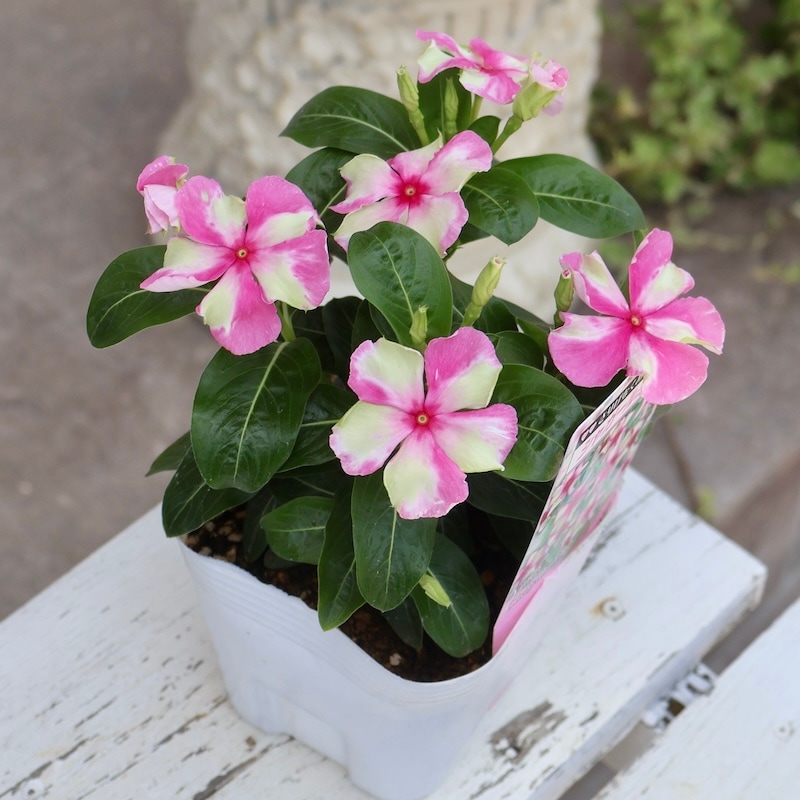 北島園芸さんのビンカ(日々草)「シャガールミント」(3.5号ポット) 北島園芸さんのビンカ(日々草)「シャガールミント」(3.5号ポット)