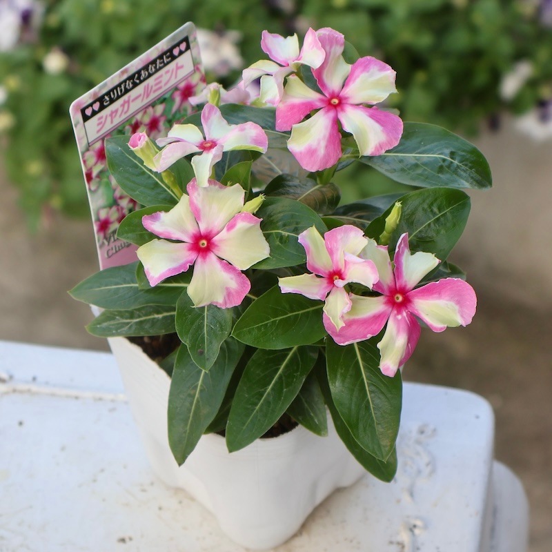 北島園芸さんのビンカ(日々草)「シャガールミント」(3.5号ポット)