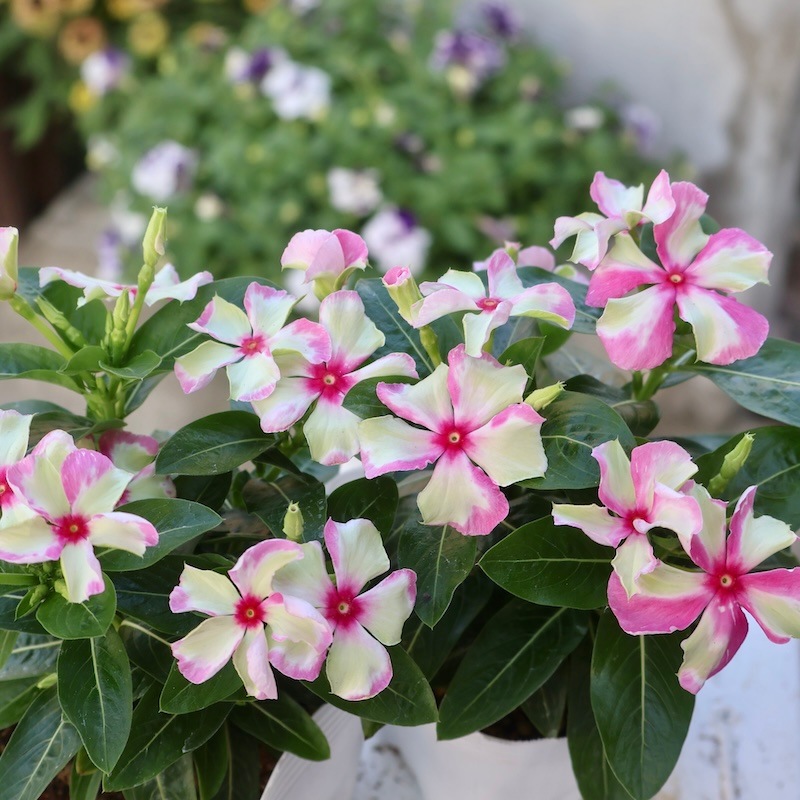 北島園芸さんのビンカ(日々草)「シャガールミント」(3.5号ポット)