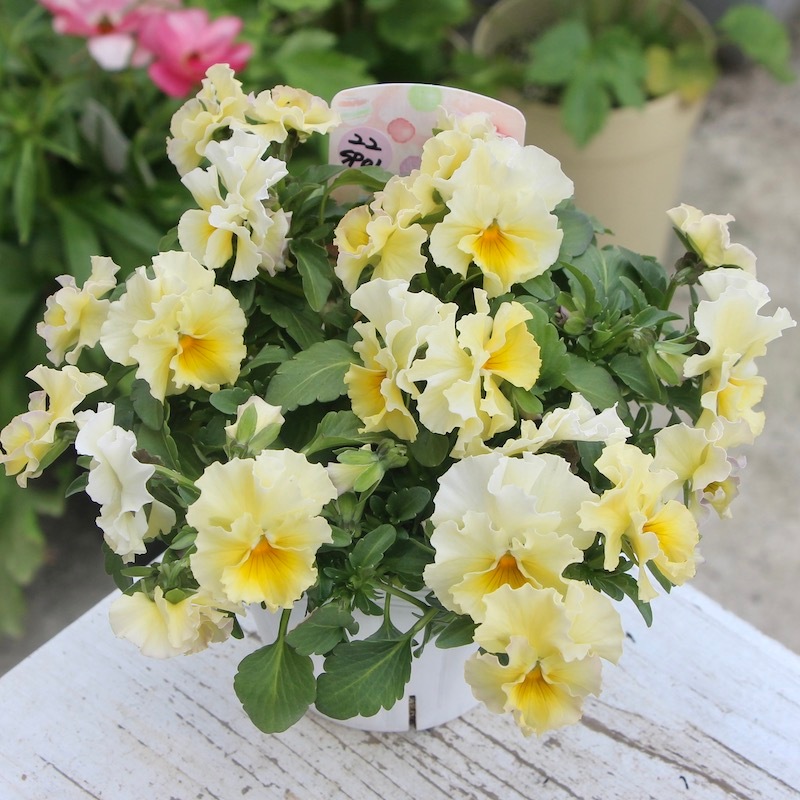 現品1点限り☆花日和さんのフリル咲きビオラ「華あられ」＜22SP-01＞