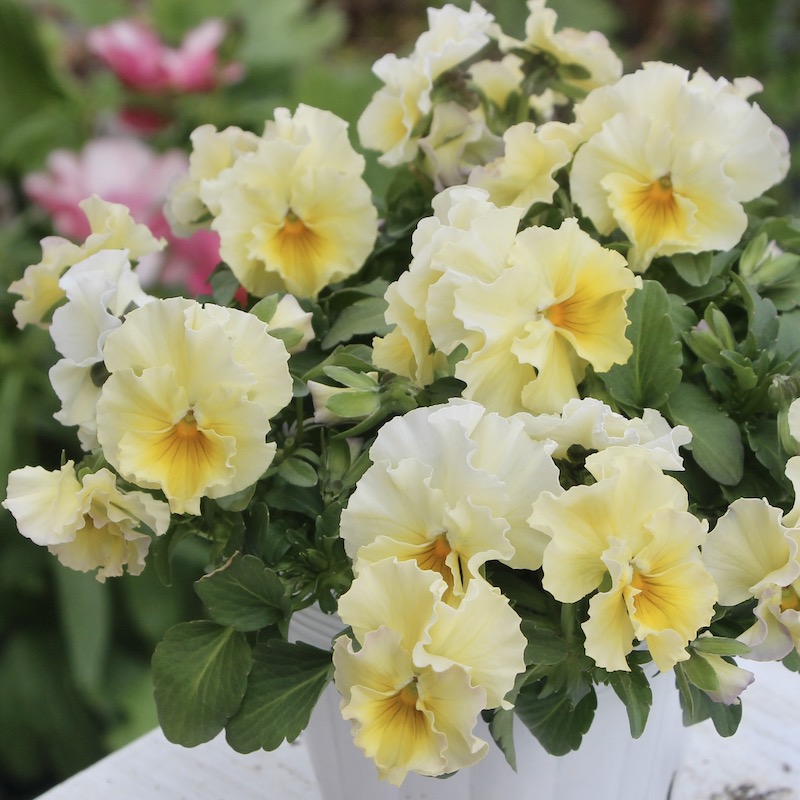 現品1点限り☆花日和さんのフリル咲きビオラ「華あられ」＜22SP-01＞
