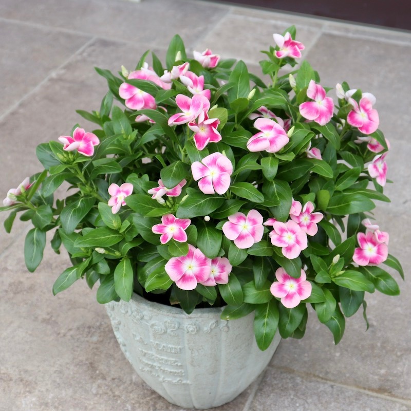 お買い得!! 直径約43㎝お値打ち1点物☆シンプル見本鉢「ピンクパンサー」