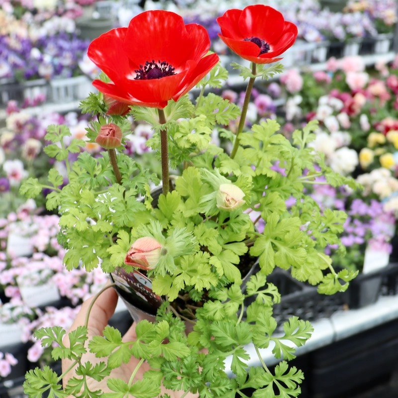 アネモネ 画像の現品1点限り!!2年生株のプレミアム一重咲きアネモネ「パンドラ」17番