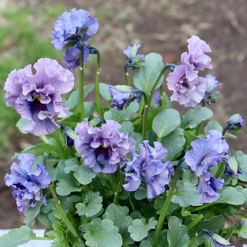 特大☆画像の現品!! 石川園芸さんのビオラ「レディ」スペシャル＜SP17＞