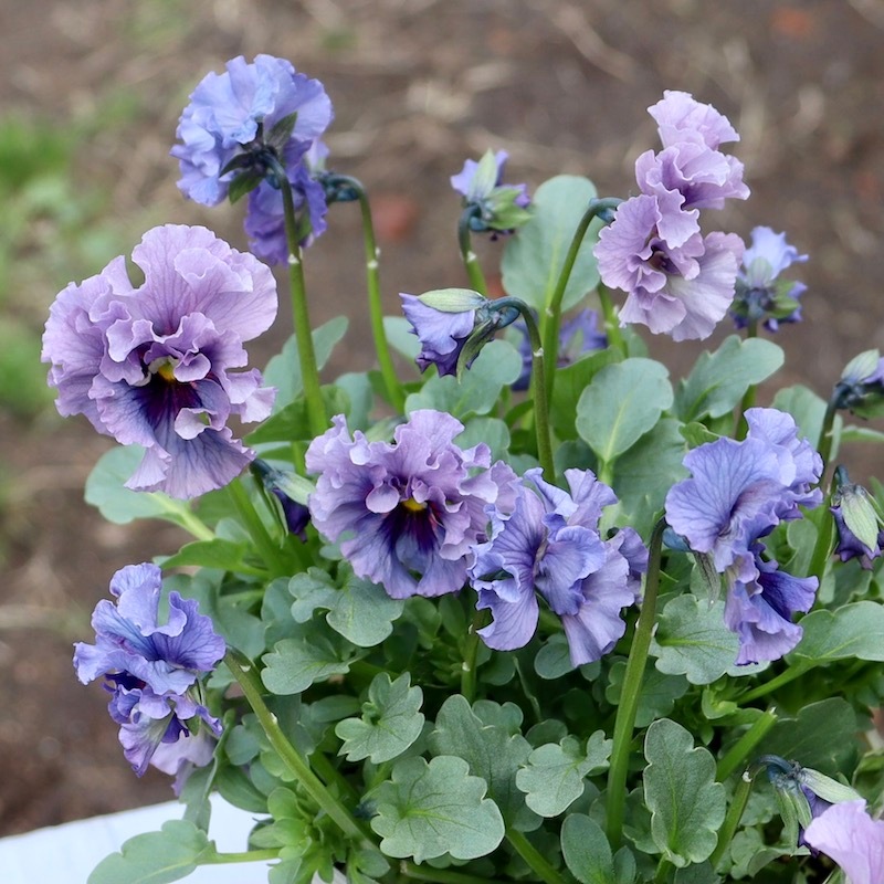 特大☆画像の現品!! 石川園芸さんのビオラ「レディ」スペシャル＜SP17＞