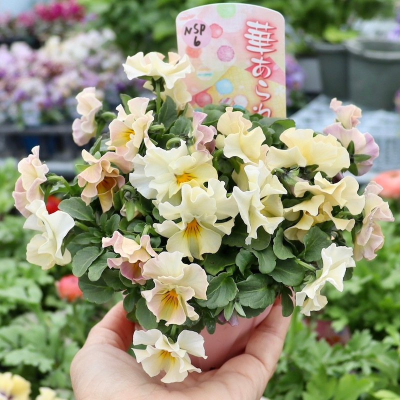 ラスト!!現品1点限り☆花日和さんのフリル咲きビオラ「華あられ