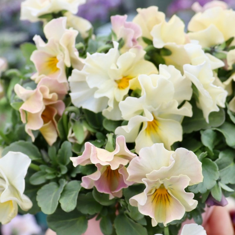 ラスト!!現品1点限り☆花日和さんのフリル咲きビオラ「華あられ