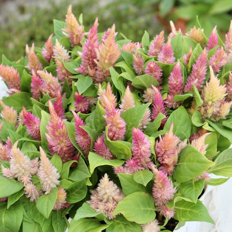 1_000000007701.jpg?1758379015