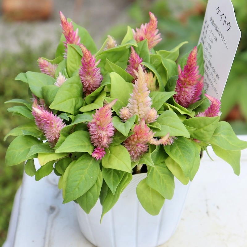 赤 ピンク ケイトウ 11本+ヘッド1個 種付き 赤 ピンク ケイトウ 11本