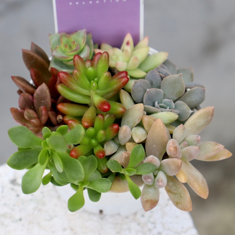 どれも絶対可愛い♪多肉のお任せ寄せ植え(2.5号鉢)