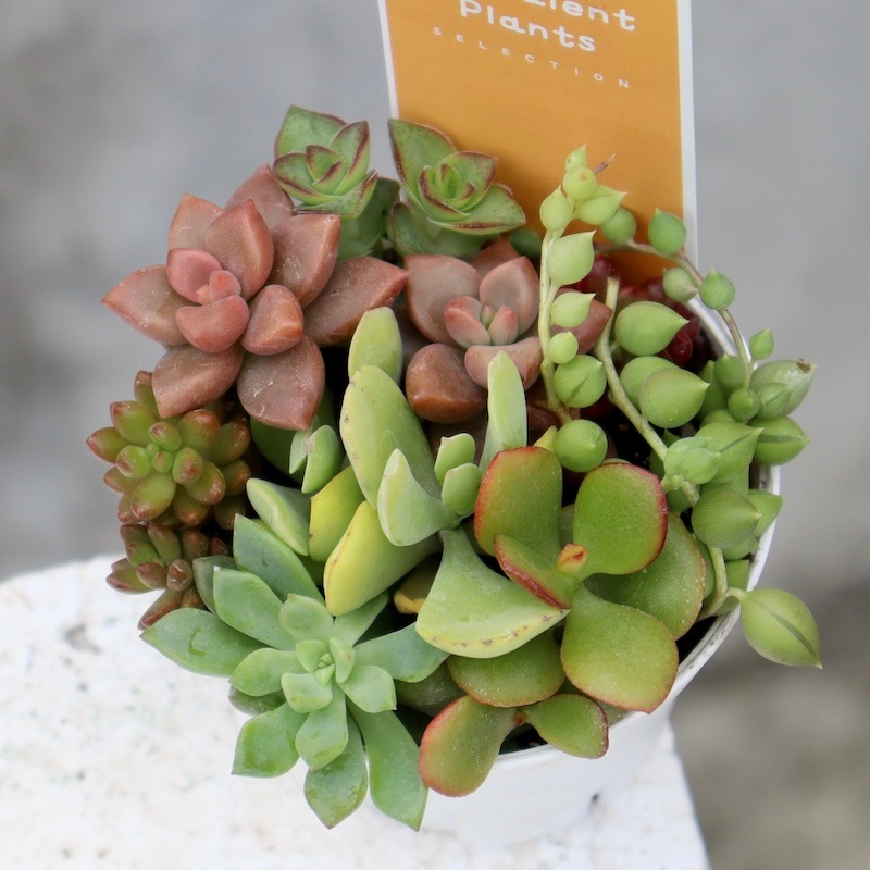 どれも絶対可愛い♪多肉のお任せ寄せ植え(2.5号鉢)