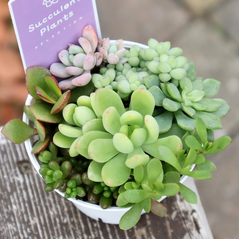 どれも絶対可愛い♪多肉のお任せ寄せ植え(2.5号鉢)