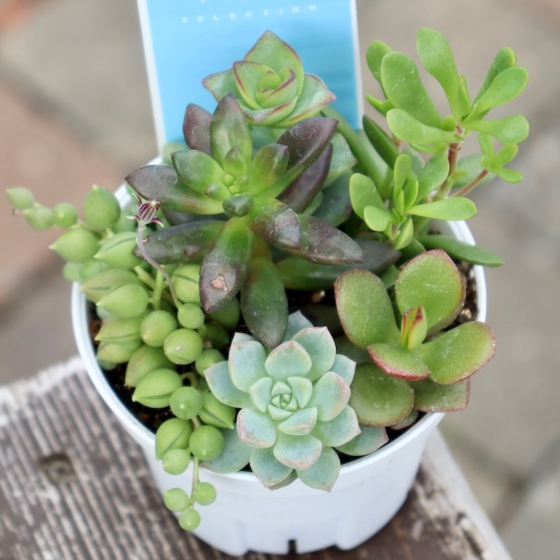 どれも絶対可愛い♪多肉のお任せ寄せ植え(2.5号鉢)