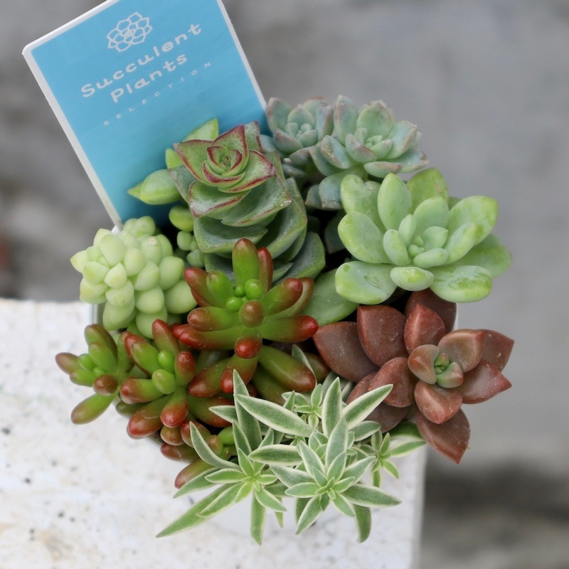 どれも絶対可愛い♪多肉のお任せ寄せ植え(2.5号鉢)