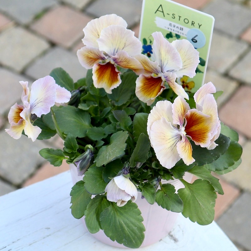 希少品】現品1点限り!! 石村あさみさん育種パンジー「A-STORY・花守の
