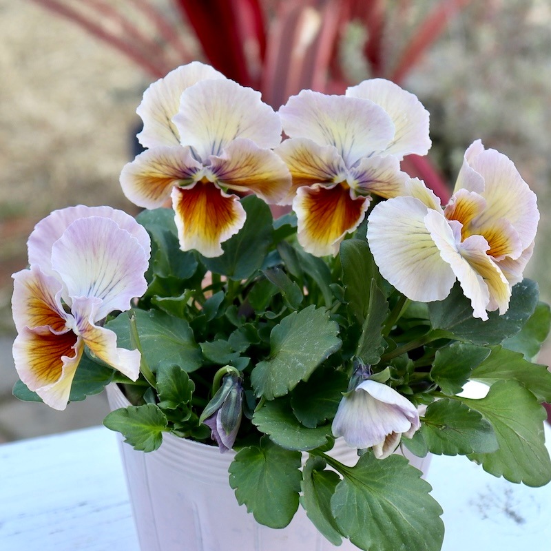 希少品】現品1点限り!! 石村あさみさん育種パンジー「A-STORY・花守の