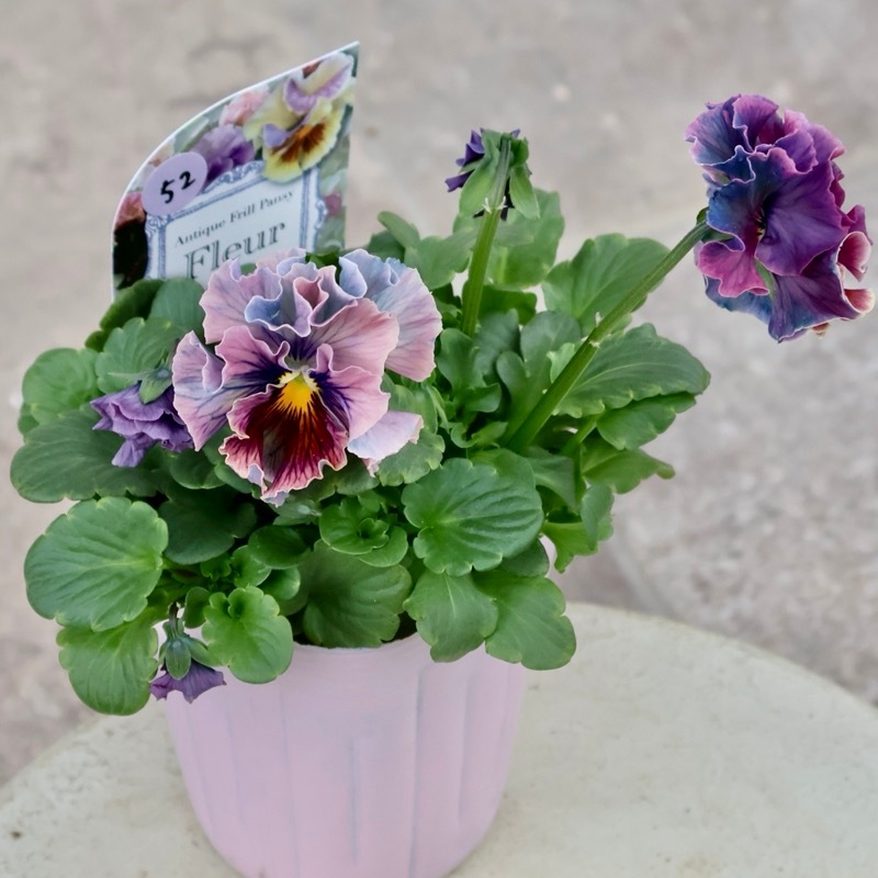 画像の現品1点限り☆Rガーデンさんのアンティークフリルパンジー