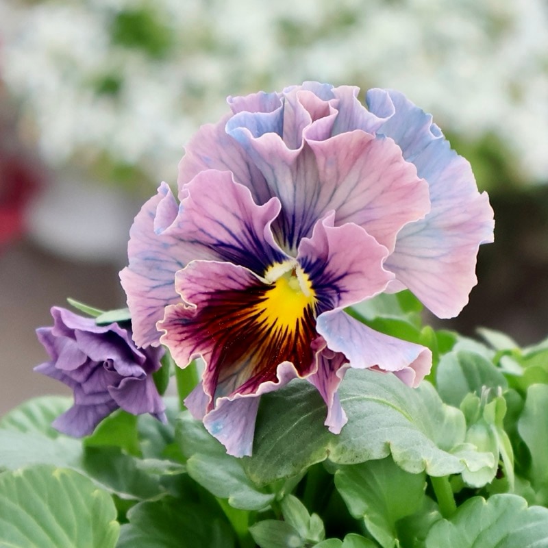 画像の現品1点限り☆Rガーデンさんのアンティークフリルパンジー