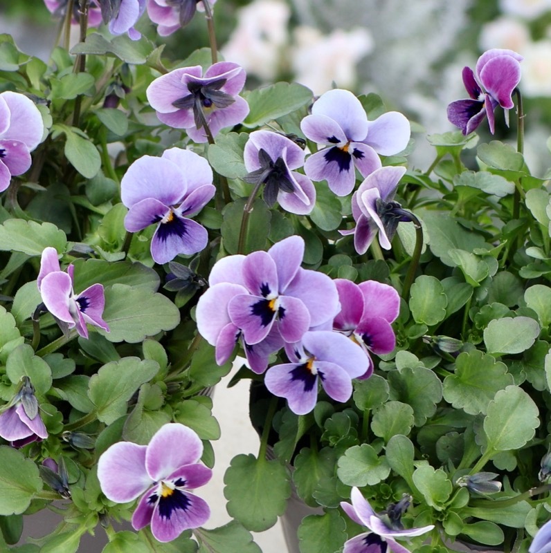 最新画像》見元ビオラ「ロシアンブルーの秘密」1番(3.5号ポット)