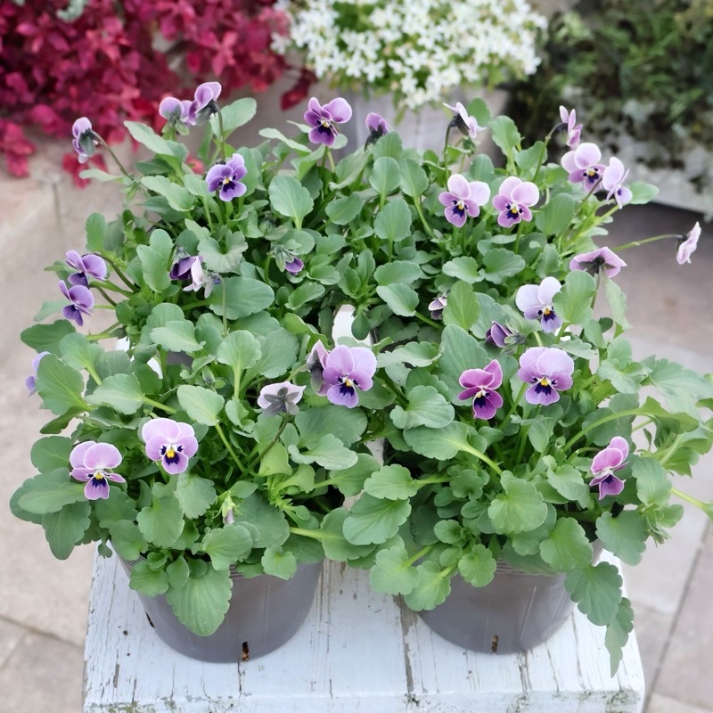 最新画像》見元ビオラ「ロシアンブルーの秘密」1番(3.5号ポット)