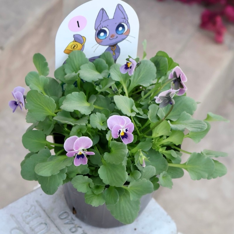 最新画像》見元ビオラ「ロシアンブルーの秘密」1番(3.5号ポット)