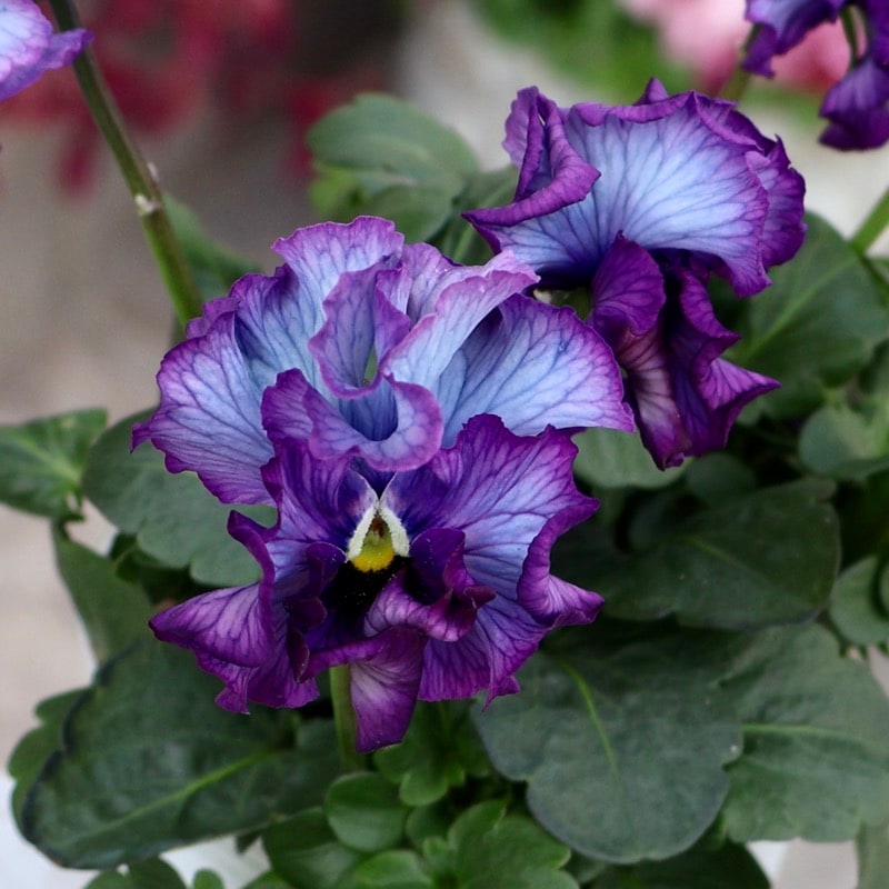 25年秋-26年春の新品種 》現品1点限り☆桂楓園さんのパンジー「フェデ