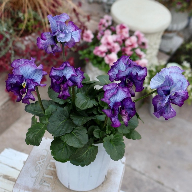 25年秋-26年春の新品種 》現品1点限り☆桂楓園さんのパンジー「フェデ