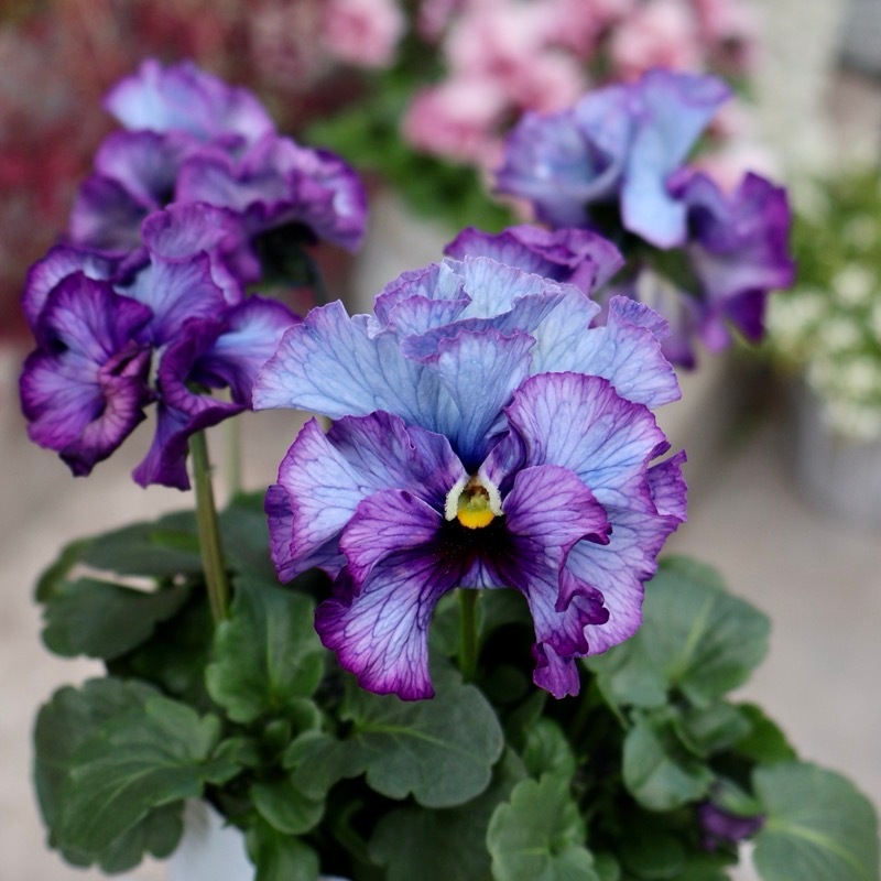 25年秋-26年春の新品種 》現品1点限り☆桂楓園さんのパンジー「フェデ