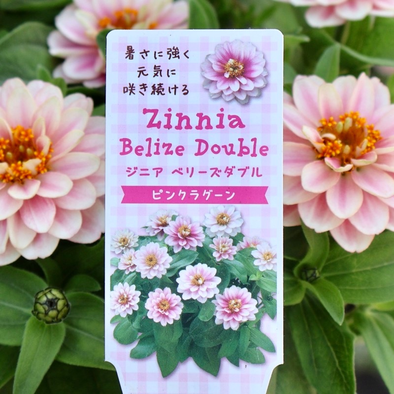 2026NEW《今回は可愛く発色した開花株》ジニア・ベリーズダブル