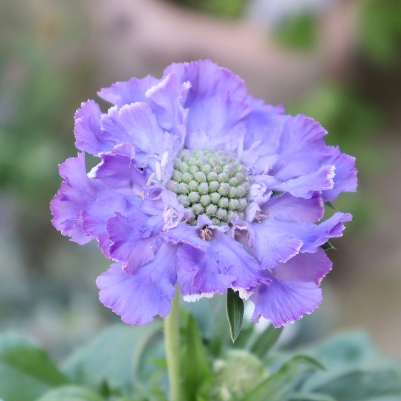 花 花苗売り場より 可愛いビオラが入荷してきました♬ 花日和さんから