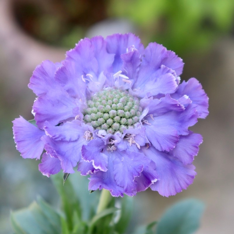 お花の苗　ブルーピンク　黄色 cd41c3f0f65830237a0bdb4fe33b5d