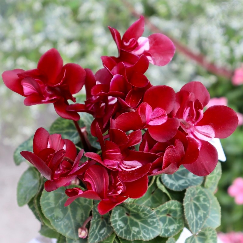 現品1点物☆ガーデンシクラメン「ジックス」個性派ワインレッド(1番)