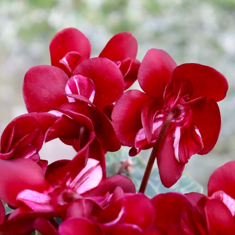 現品1点物☆ガーデンシクラメン「ジックス」個性派ワインレッド(1番)