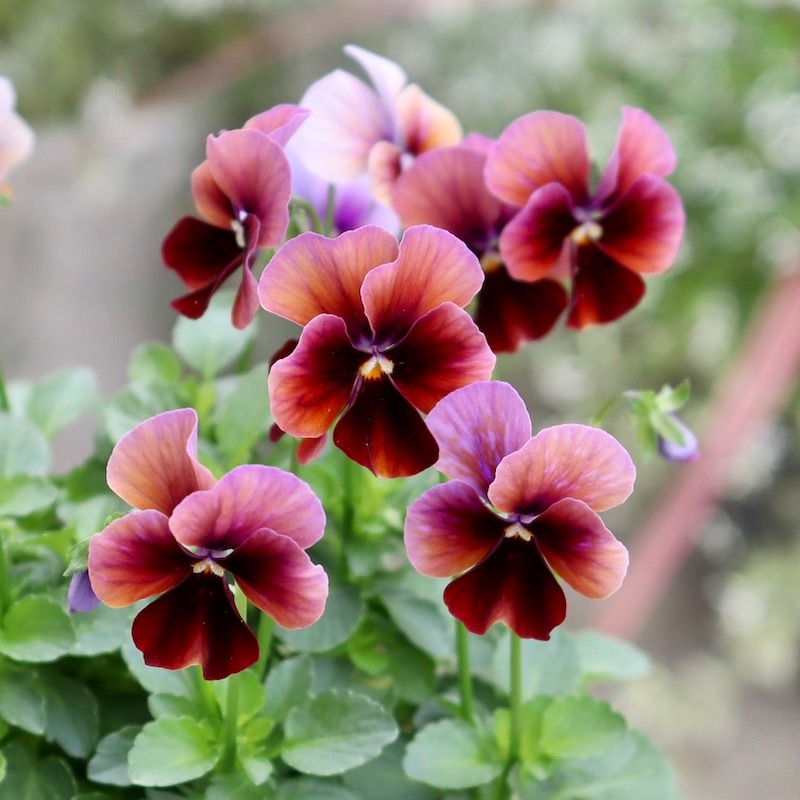 画像の現品!!1点限り☆ゲブラさん育種ビオラの新品種「アマゾネス」2番